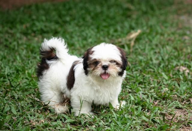 black and white shih tzu puppies