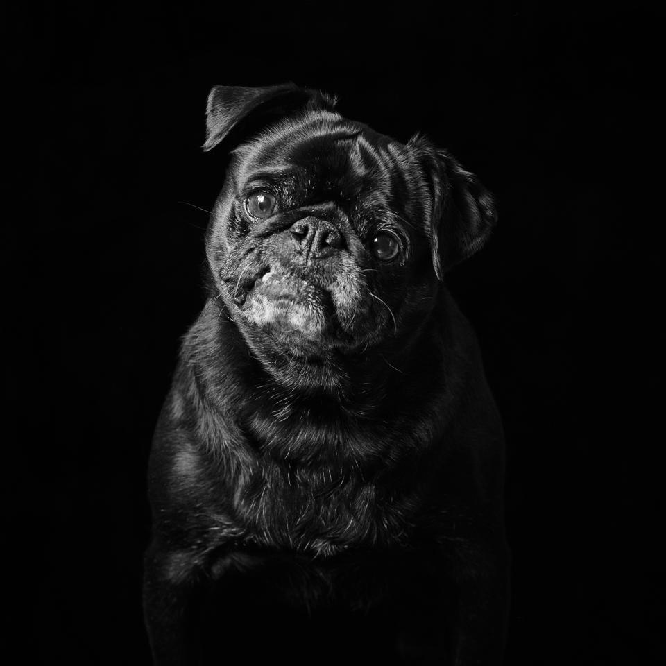  Nancy, Toby and Grace were alldropped off at Pug Rescue because their owners no longer wanted them. (Photo: Emma O' Brien/Caters News)