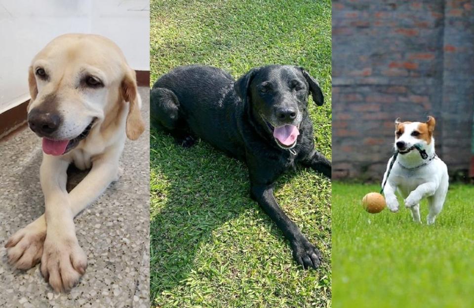 今年退役的搜救犬鐵雄（左起）、腿腿、本丸。（記者陳金龍攝）