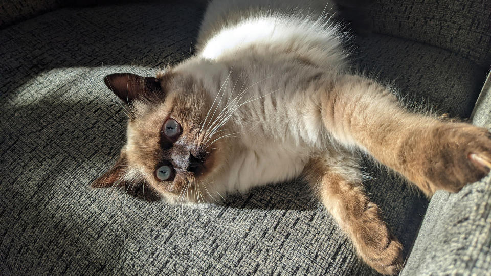 Chocolate seal point ragdoll cat lying down