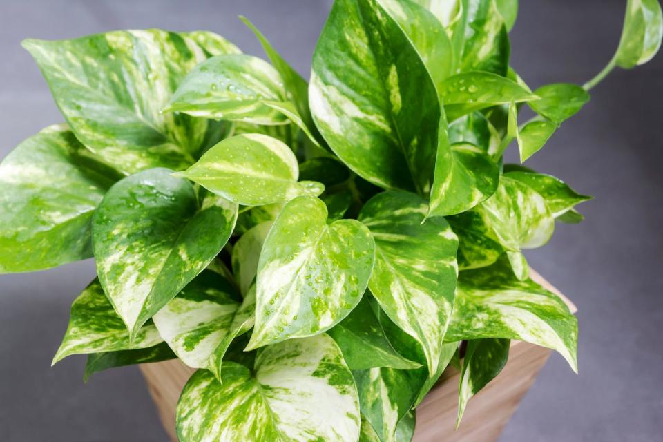 home and garden decoration of golden pothos in the bathroom