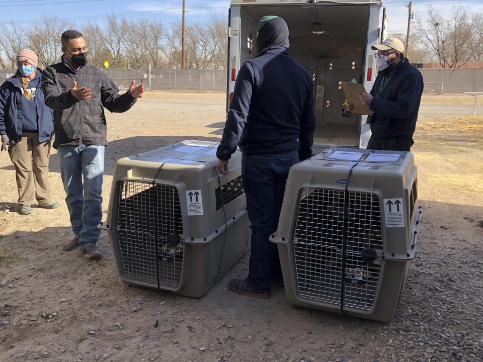 In this Jan. 15, 2021 image provided by the ABQ BioPark officials with the U.S. Fish and Wildlife Service, the U.S. Department of Agriculture in Texas and Mexican wildlife managers prepare to transport a pack of endangered Mexican gray wolves from Albuquerque, N.M. The animals were taken to Mexico, where they will eventually be released into the wild. (ABQ BioPark via AP)