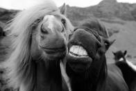 <p>Do we think these horse BFFs would be open to expanding the friend group to include a human?</p>