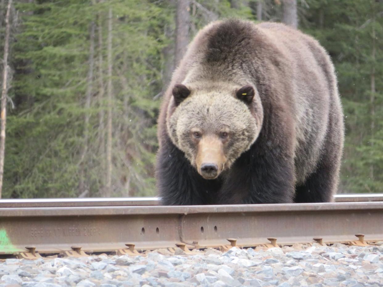 Bear No. 136, seen here in spring 2020, was nicknamed Split Lip by locals because of a scar on its mouth.  (Parks Canada - image credit)