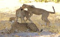 <p>Cheetahs, on the other hand, may require multiple days of tracking. We finally spotted this mother and her two young cubs in the plains far from camp.</p>