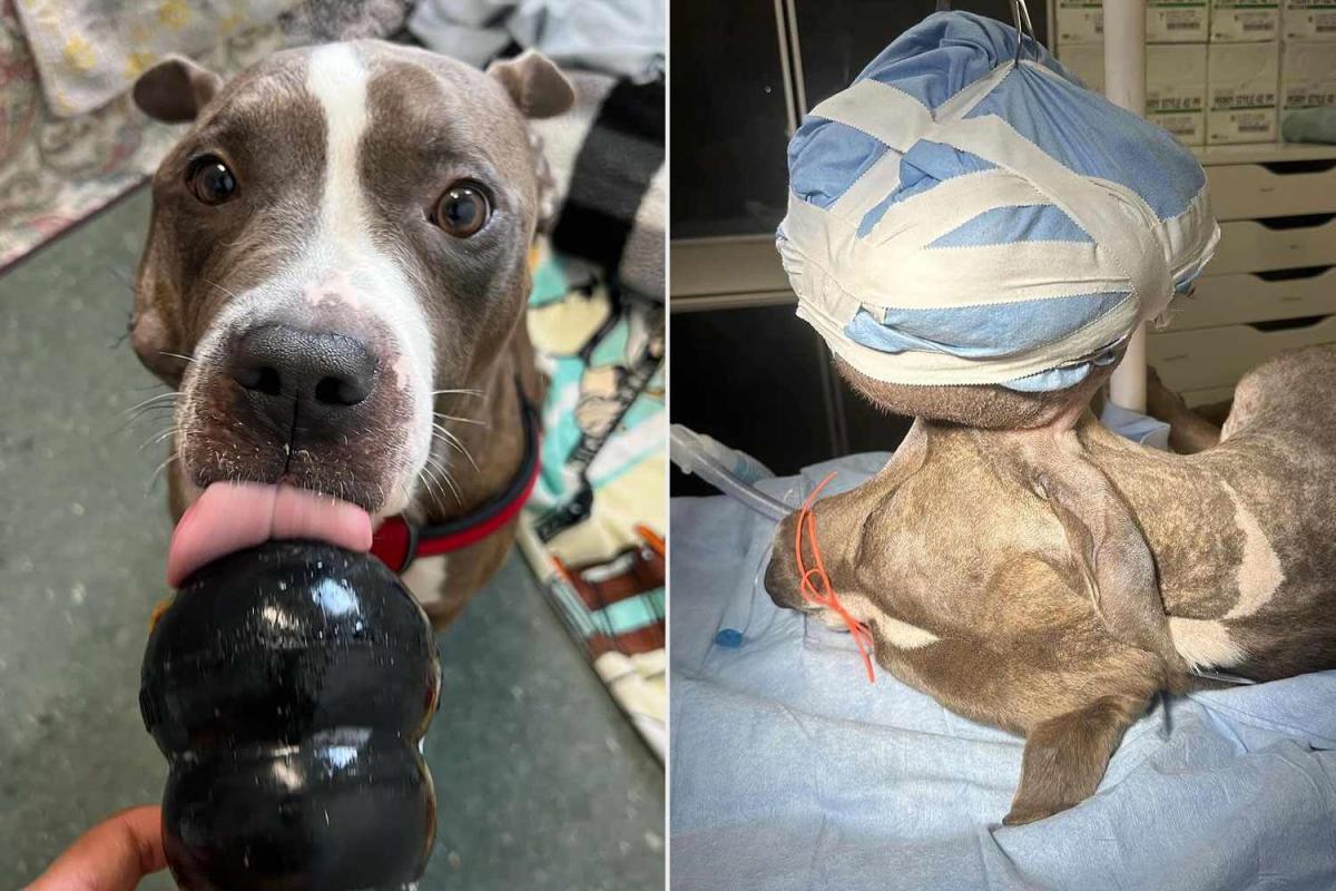 Rescued dog with 3.2 kg tumor on face has tumor removed and finds a “wonderful” forever home