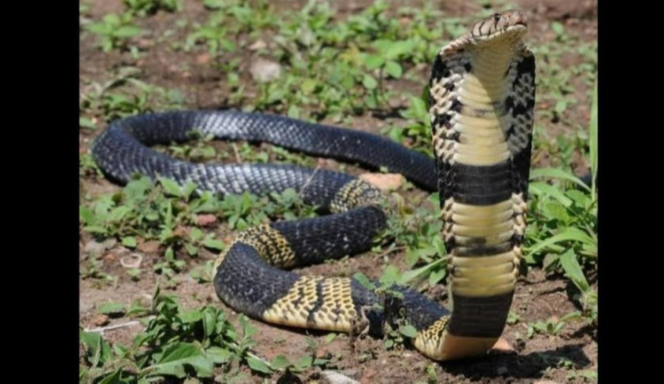 This is a photograph of a West African banded cobra similar to one that went missing in a Grand Prairie residential neighborhood. The owner has been arrested in the case, Grand Prairie police said..