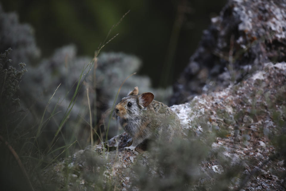 A Glover's Pika surveys its surrounding in Angsai, an area inside the Sanjiangyuan region in western China's Qinghai province on Tuesday, Aug. 27, 2019. (AP Photo/Ng Han Guan)