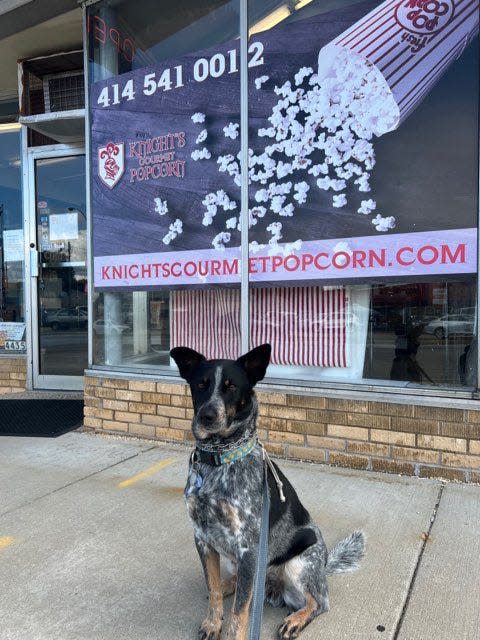 Ben and Brittany Essig's dog Bourbon sits outside their business, Knights Gourmet Popcorn and Rescued Roasters, 4435 W. Forest Home Ave.