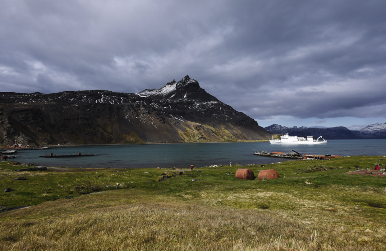 South Georgia is finally rat free after 200 years (REX)