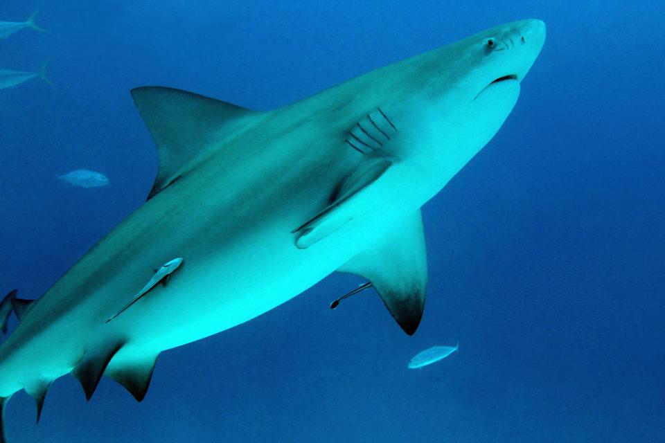 Bull sharks such as this one are often the culprit in shark bites.