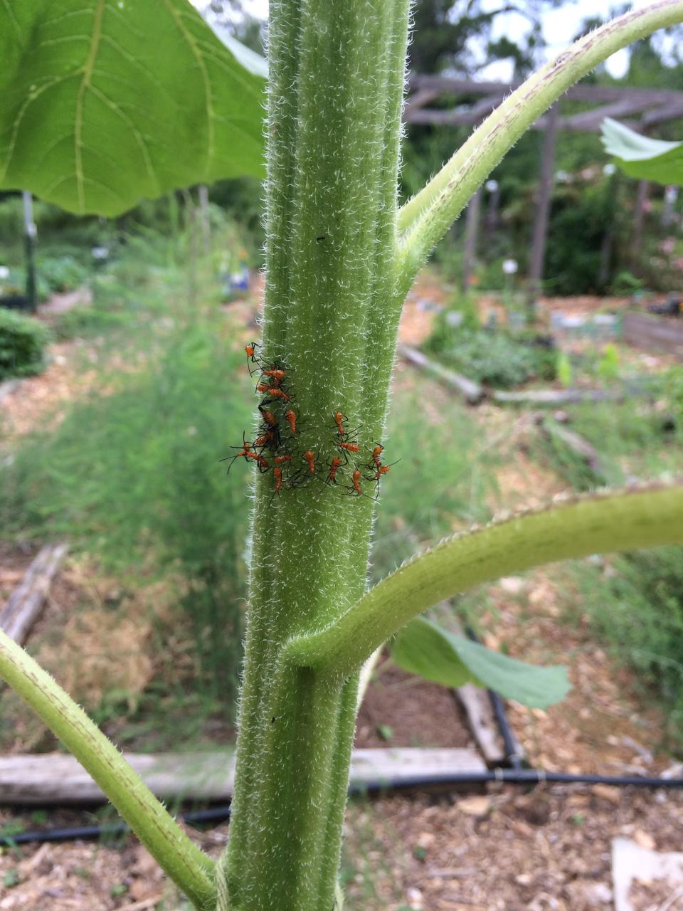 Sunflowers can attract leaf-footed bugs away from tomatoes. Hand pick and destroy any that you see for better control.