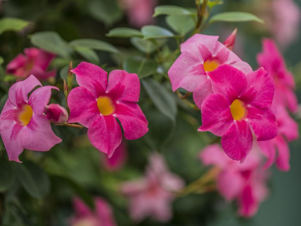 how to grow mandevilla