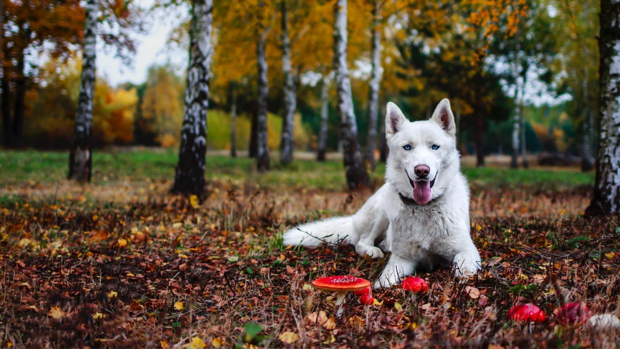 White husky