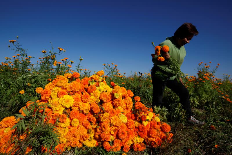 FILE PHOTO: Woman harvests Cempasuchil Marigolds to be used during Mexico's Day of the Dead celebrations in Ciudad Juarez