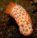 <b>Gymnodoris impudica</b> <br> <b><a href="http://www.zegreenweb.com/sinformer/dix-nudibranches-aux-couleurs-resplendissantes,49504" rel="nofollow noopener" target="_blank" data-ylk="slk:Retrouvez l'intégralité de ce diaporama sur Zegreenweb;elm:context_link;itc:0;sec:content-canvas" class="link ">Retrouvez l'intégralité de ce diaporama sur Zegreenweb</a></b><br> Ce nudibranche se distingue grâce à son « manteau » blanc parsemé de tâches oranges et grâce à ses branchies relativement petites. Ses rhinophores sont oranges, ses branchies ramifiées sont blanches et bordées d’orange. Gymnodoris impudica n’est pas tendre avec ses congénères puisqu’il est carnivore et se nourrit d’autres espèces de nudibranches.