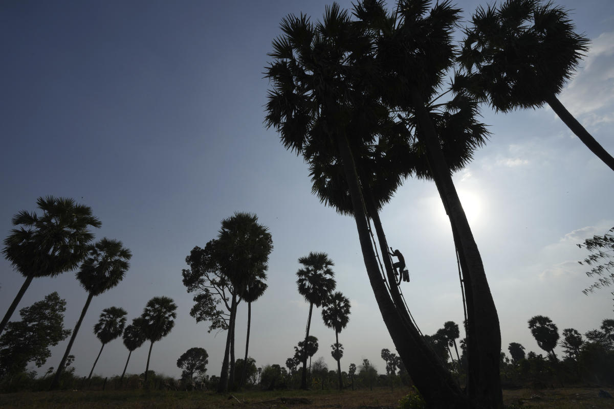 AP PHOTOS: Collecting sap to make palm sugar is an arduous, and less ...