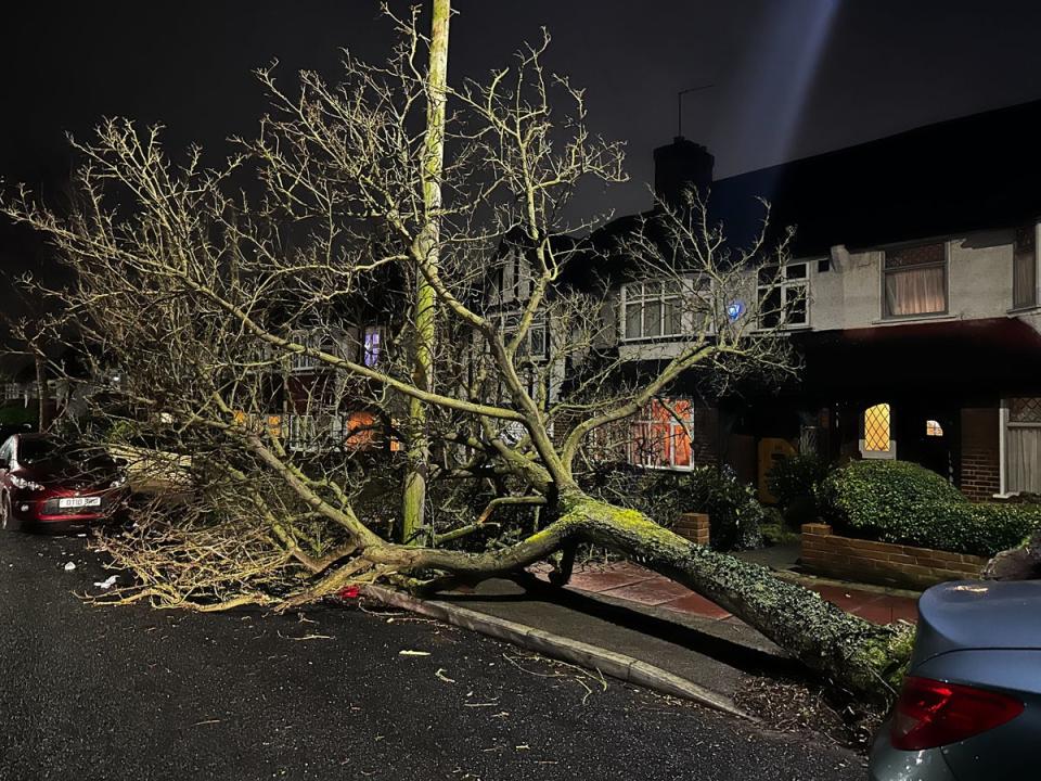 A tree blown down by the storm in Beckenham (Elliot Wagland)