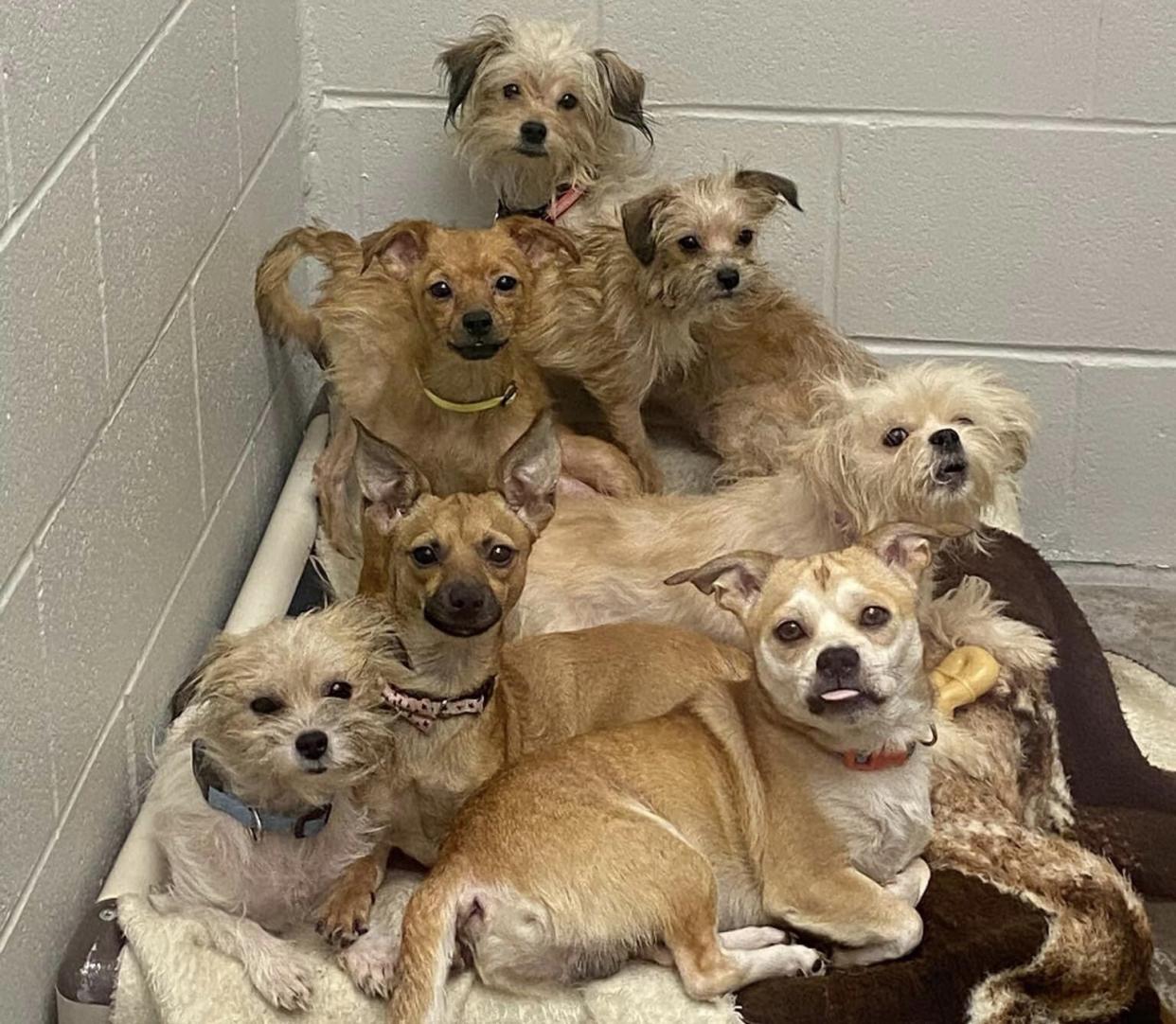 Licking County Humane Society - rescues dogs