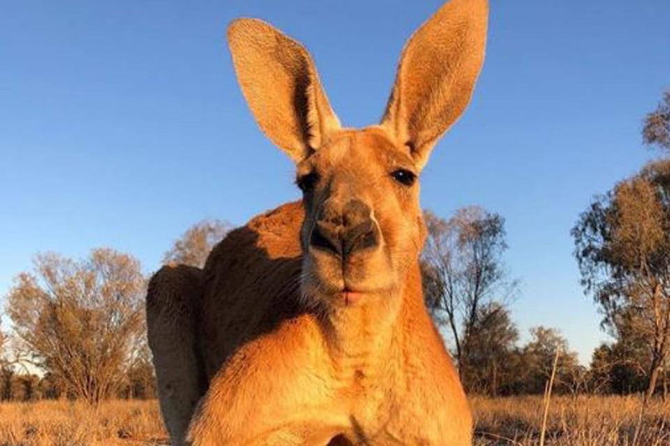 The beloved roo died aged 12 over the weekend (Kangaroo Sanctuary Alice Springs)