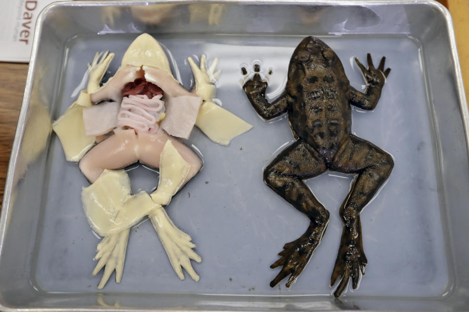 In this Wednesday, Nov. 20, 2019 photo, synthetic frogs from Syndaver Labs sits in a tray during a biology class at J.W. Mitchell High School in New Port Richey, Fla. The school is the first in the world to try out the new technology. (AP Photo/Chris O'Meara)