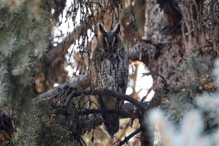 A long-eared owl sits on a branch of a pine tree in a park in Kikinda, Serbia, November 14, 2018. REUTERS/Marko Djurica