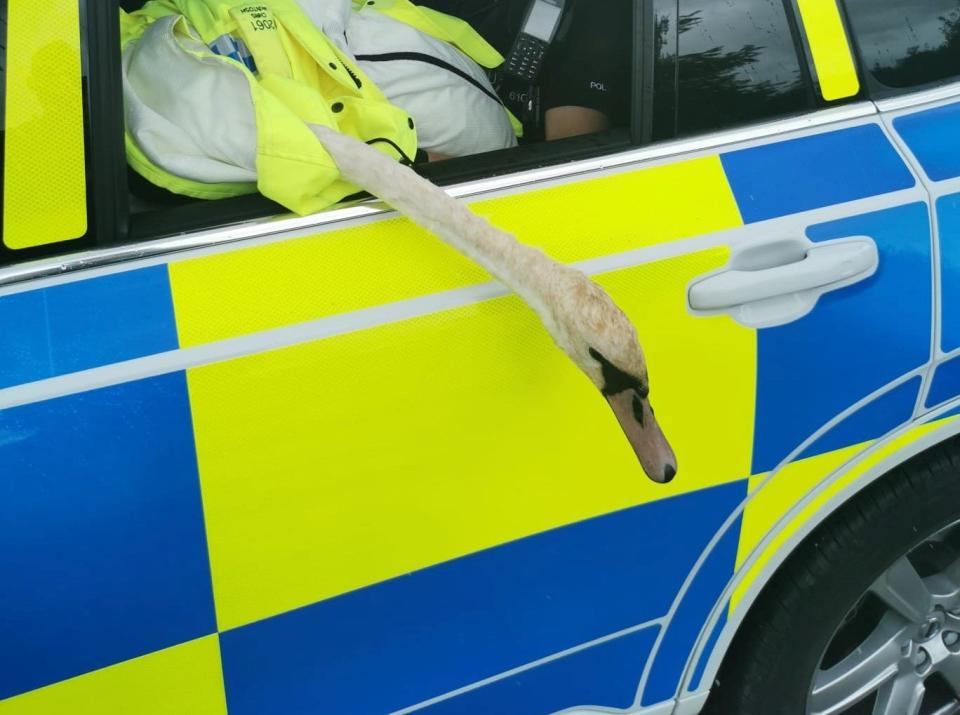 The swan was put in the back of a police car (Cambridgeshire Constabulary/PA)
