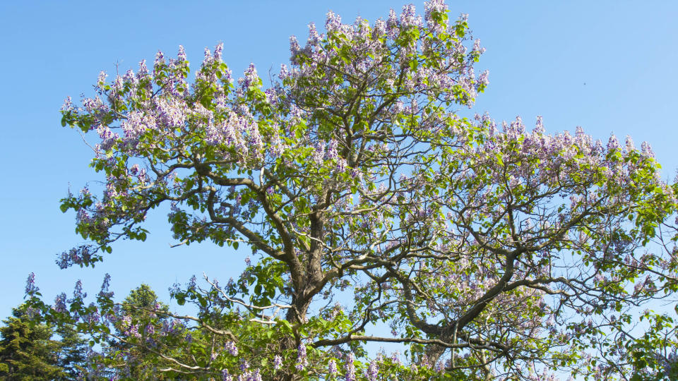 Foxglove tree