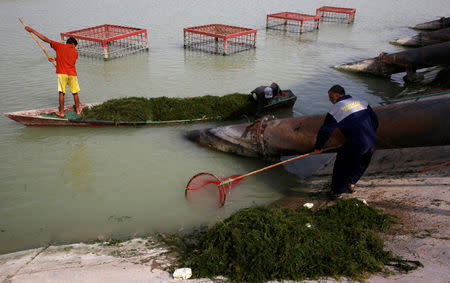 Workers clean water from Herbs, at Al Bida water tanks project due to water pollution in Basra, Iraq September 12, 2018. REUTERS/Alaa al-Marjani/Files