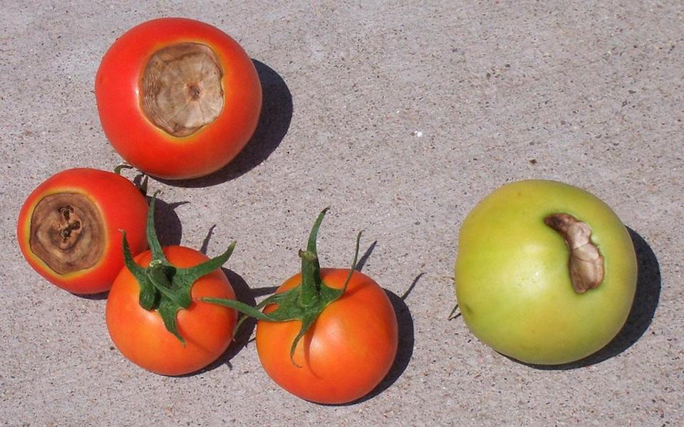 Here are 5 ways you could be damaging your homegrown tomatoes this summer