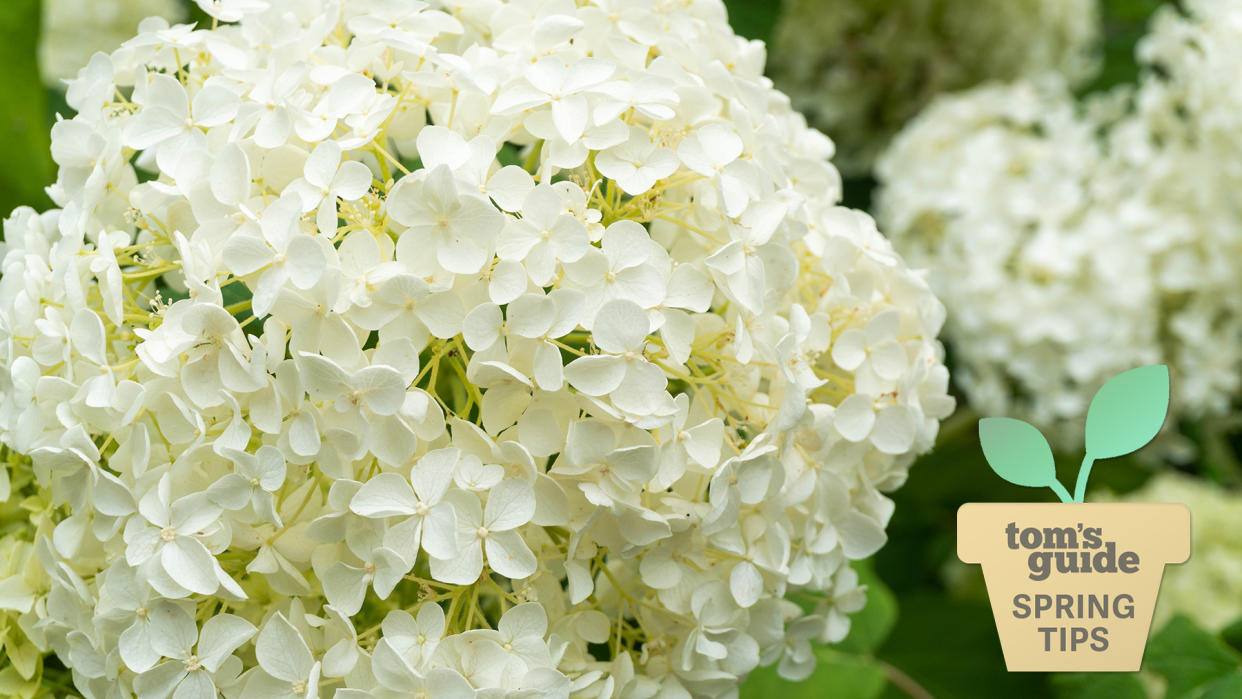  White Bigleaf Hydrangea Flowers. 