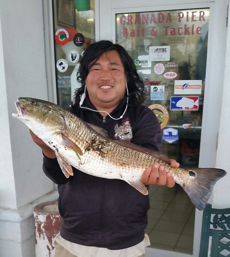 Last week, Stephen Murphy showed off a slot-sized snook he caught just before snook went catch-and-release. This week it's a slot red, coming in at 26 inches behind Ike Leary's Granada Pier Bait & Tackle in Ormond Beach.