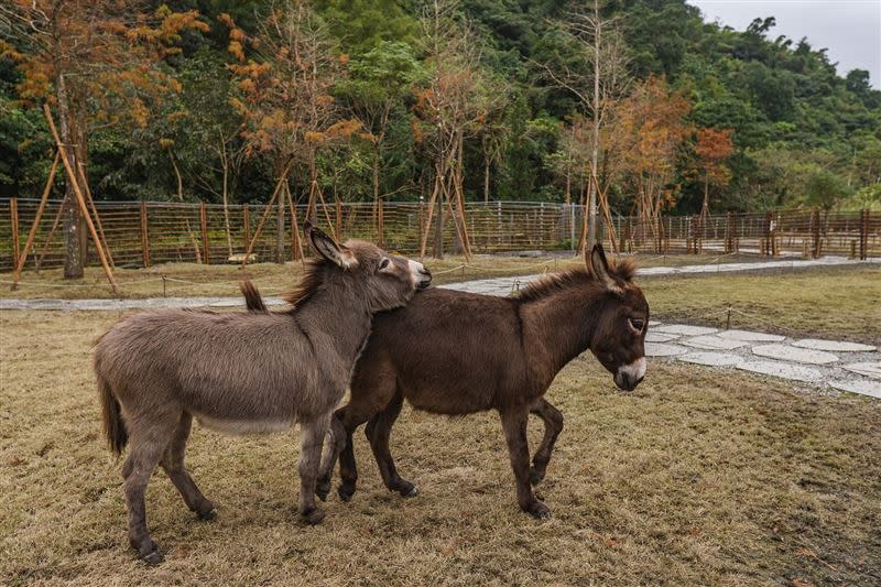 斑比山丘新成員超萌迷你驢。（圖／業者提供）