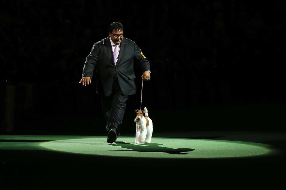 Dog handler walks Sky, a wire fox terrier breed, that won the "best in show" at the 138th Westminster Kennel Club Dog Show in New York