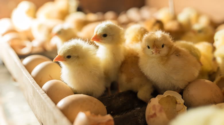 Baby chicks and broken eggshells