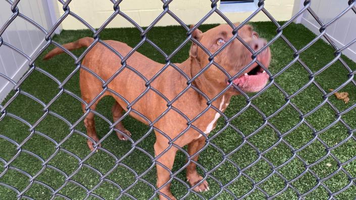 The Lake County Animal Shelter is waiving adoption fees from Friday to Sunday during its &#x00201c;Adopt-A-Shelter-Pet Weekend&#x00201d; adoption promotion.