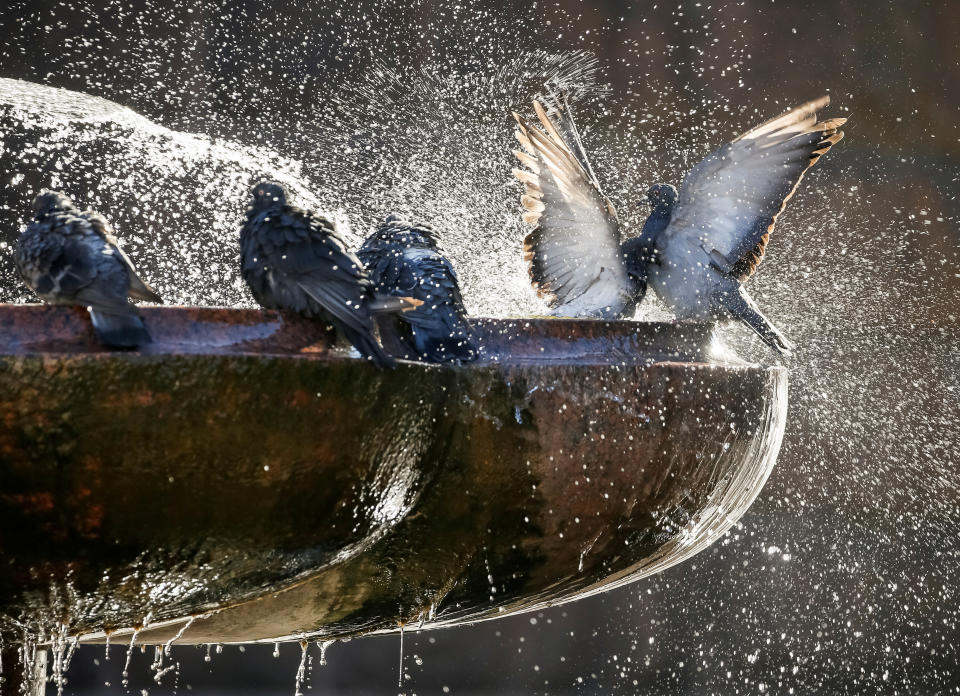 <p>Pigeons bathe in a fountain in central Kiev, Ukraine, Sept. 19, 2017. (Photo: Gleb Garanich/Reuters) </p>