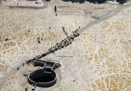 A view from a U.S. Army helicopter of a shepherd and his flock of sheep near West Mosul, Iraq June 21, 2017, where Iraqi security forces are fighting Islamic State. REUTERS/Marius Bosch