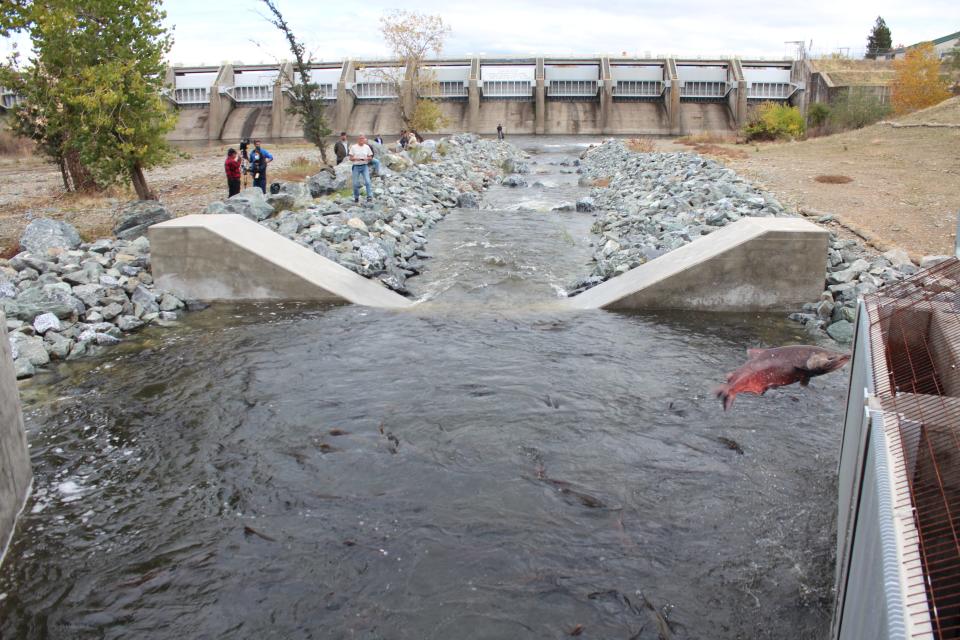 Fall-run Chinook salmon are now moving into the rock-lined channel at the entrance to the new weir fish ladder at Nimbus Fish Hatchery on the American River.