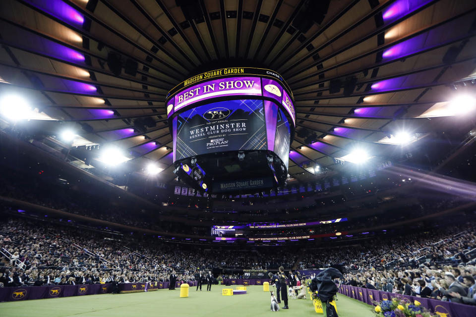 FILE - In this Tuesday, Feb. 11, 2020 file photo, Judging commences in the Best in Show competition in the 144th Westminster Kennel Club dog show in New York. The Westminster dog show is set to take a long walk. The nation’s top pooch pageant will be held outdoors at an estate about 25 miles north of Manhattan on June 12-13 because of the pandemic, the Westminster Kennel Club said Wednesday, Oct. 21, 2020. (AP Photo/John Minchillo, File)