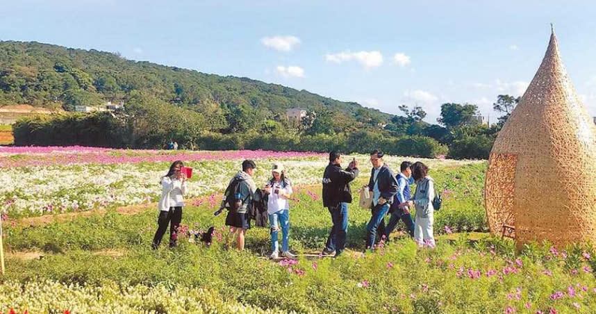 桃園花彩節楊梅展區登場，民眾徜徉繽紛花海。（圖／呂筱蟬攝）