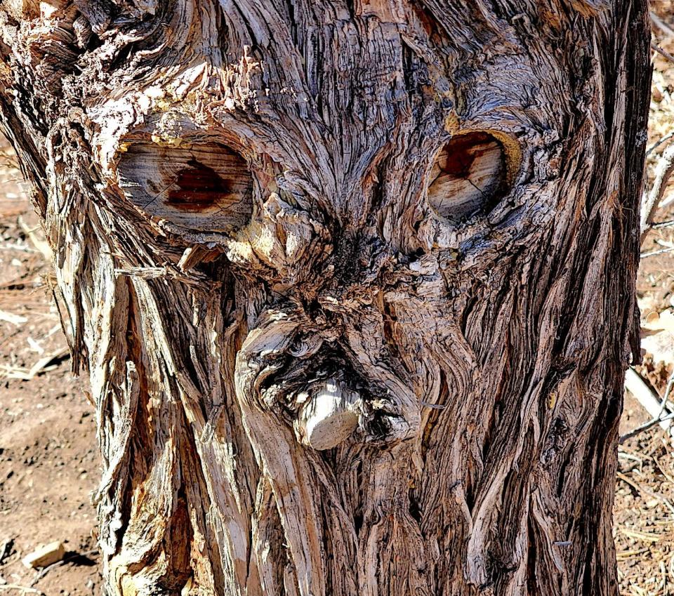 In the craggy, thick, rough bark of this juniper have fun deciphering the humorous rendering of a face with two eyes separating a furrowed brow and a knob for its nose.