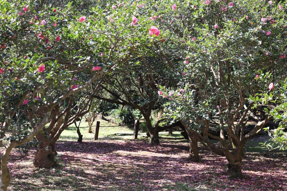 （圖片來源：台北市政府工務局公園處）