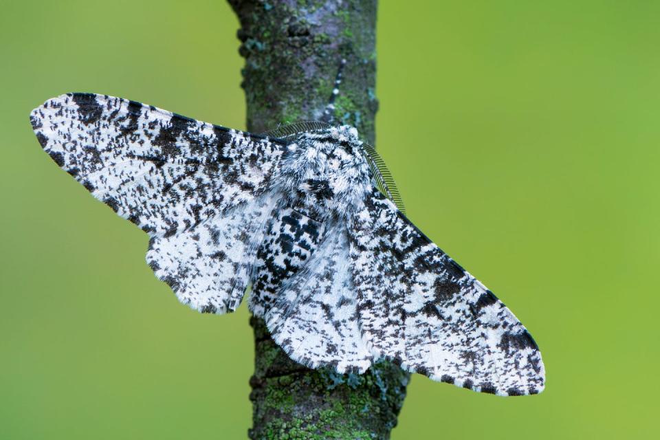 The changing colours of the black-and-white peppered moth are famous case of evolution in action. Shutterstock