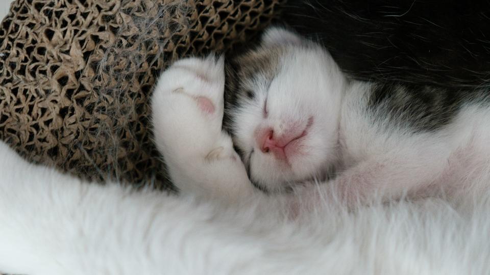 Newborn kitten sleeping