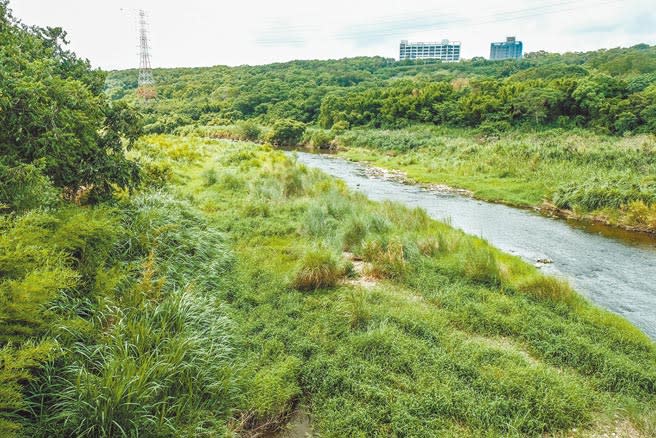 鳳山溪在竹北義民橋以下的河床，雜草雜木長成了「森林」。（羅浚濱攝）