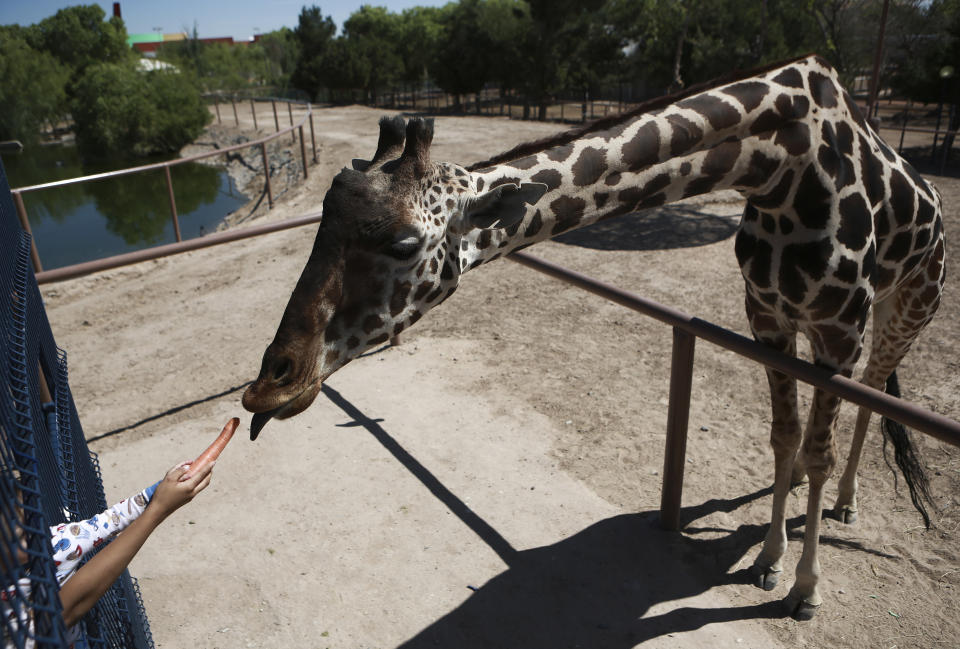 A child offers a carrot to Benito the giraffe at the city run Central Park, in Ciudad Juarez, Mexico, Tuesday, June 13, 2023. Activists are working to get Benito, a 3-year-old male giraffe who arrived in May, removed from the small enclosure in the Mexican border city. Activists say it is cruel to keep the giraffe in the small fenced enclosure, by himself alone, with only about a half-acre to wander and few trees to nibble, in a climate he’s not used to. (AP Photo/Christian Chavez)