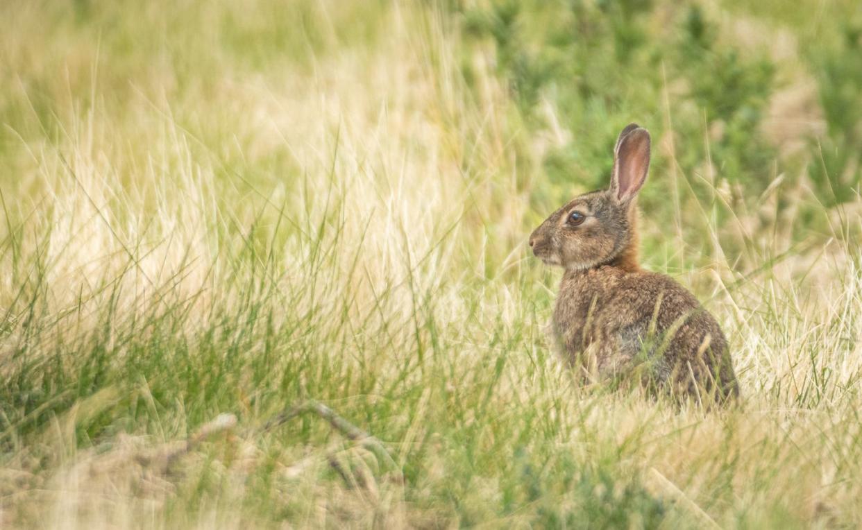easter traditions around the world rabbit hunting in central otago new zealand