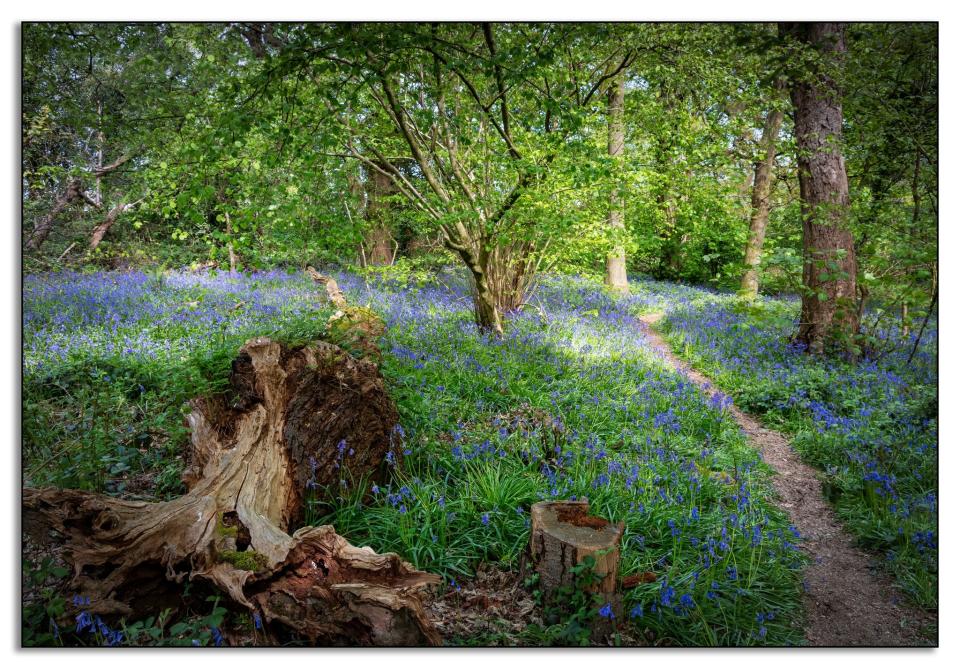 Bluebell Cottage Gardens by Jayne Jones