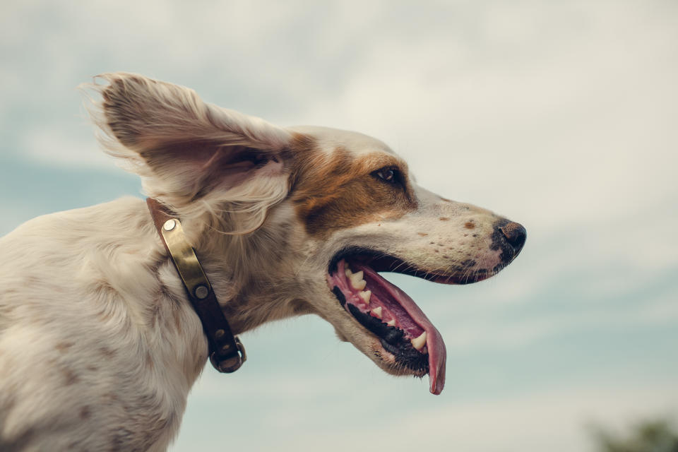 Ein Hundehalsband wurde zum entscheidenden Hinweis. (Symbolbild: Getty)